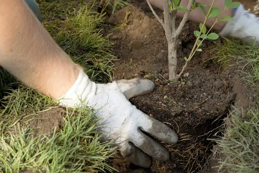 How to Care for a Fig Tree in Livermore, CA