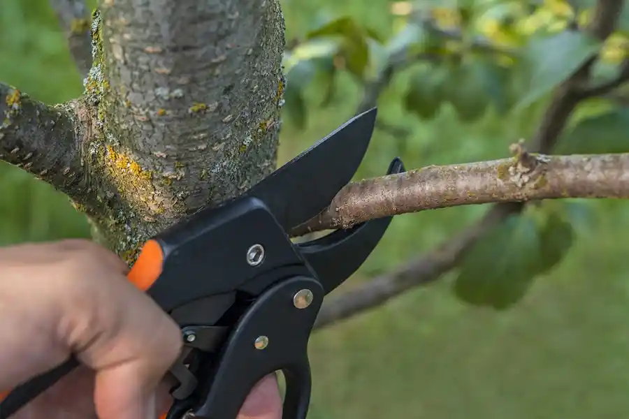 Tree Care Tips in Livermore, CA