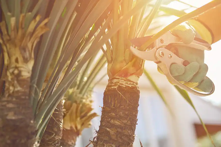 Tree Care Tips Livermore, CA